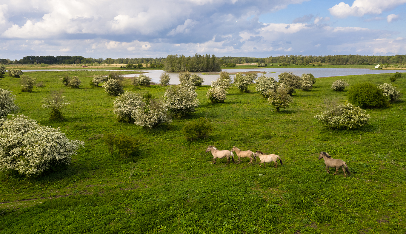 oostvaardersplassen tour